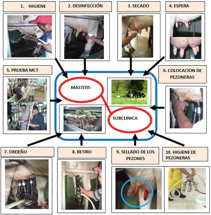 La mastitis subclínica y su influencia en la producción, calidad y economía lechera y medidas de manejo estratégico para su prevencion y control apropiado - Image 9