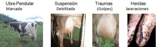 La mastitis subclínica y su influencia en la producción, calidad y economía lechera y medidas de manejo estratégico para su prevencion y control apropiado - Image 6