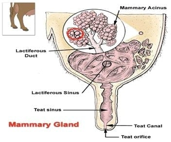 La mastitis subclínica y su influencia en la producción, calidad y economía lechera y medidas de manejo estratégico para su prevencion y control apropiado - Image 5