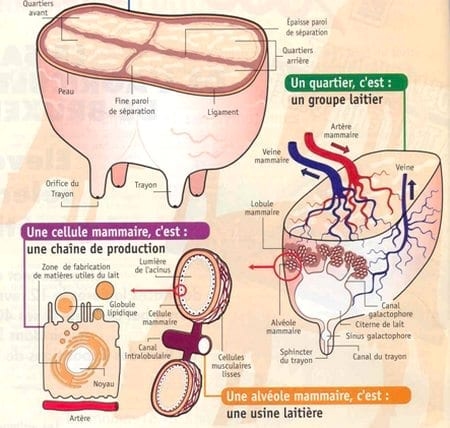 La mastitis subclínica y su influencia en la producción, calidad y economía lechera y medidas de manejo estratégico para su prevencion y control apropiado - Image 4