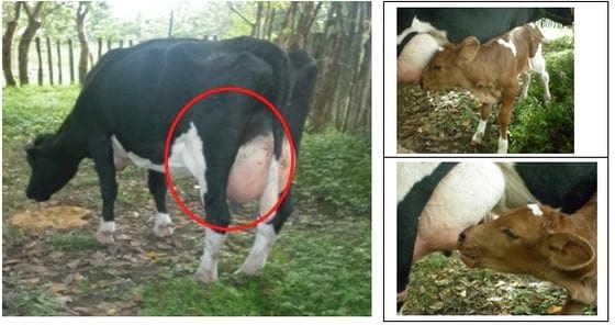 La mastitis subclínica y su influencia en la producción, calidad y economía lechera y medidas de manejo estratégico para su prevencion y control apropiado - Image 1
