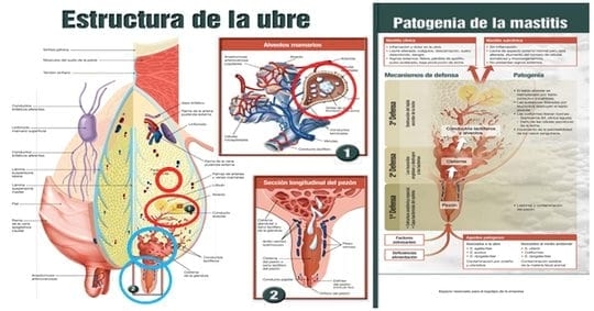 La mastitis subclínica y su influencia en la producción, calidad y economía lechera y medidas de manejo estratégico para su prevencion y control apropiado - Image 3