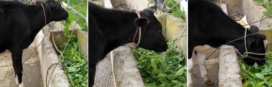 Evaluación del crecimiento de terneras Holstein con la suplementación de dos niveles de sauco (s. Nigra) en pastoreo con kikuyo (p. Clandestinum) - Image 5