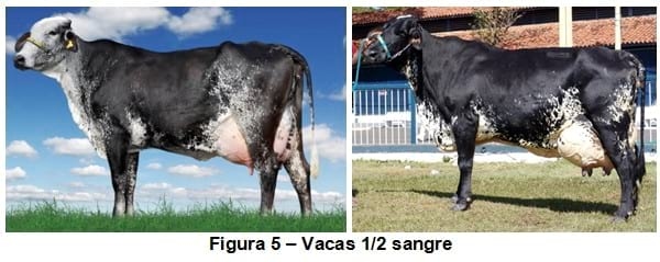 Vaca de millón - Leche de moneda - Image 6