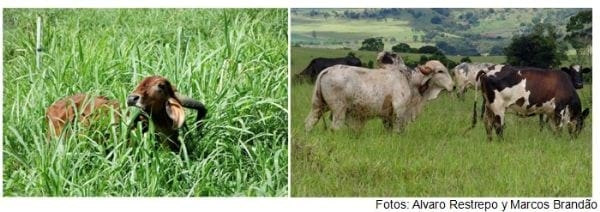Vaca de millón - Leche de moneda - Image 3