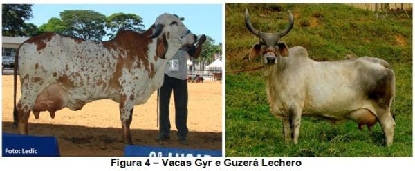 Vaca de millón - Leche de moneda - Image 5