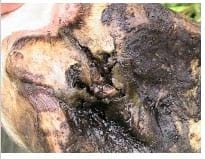 Tratamiento de un equino con Laminitis de los cuatro miembros curado con Homeopatía - Image 5