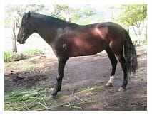 Tratamiento de un equino con Laminitis de los cuatro miembros curado con Homeopatía - Image 3