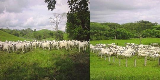 Efecto del tratamiento con D.I.B. de tercer uso en protocolos de sincronización y resincronización en inseminación a término fijo de novillas brahman - Image 1