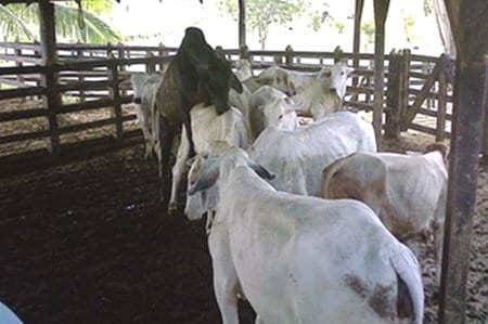 Efecto del tratamiento con D.I.B. de tercer uso en protocolos de sincronización y resincronización en inseminación a término fijo de novillas brahman - Image 2