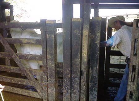 Efecto del tratamiento con D.I.B. de tercer uso en protocolos de sincronización y resincronización en inseminación a término fijo de novillas brahman - Image 3