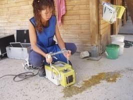 Generalidades y comentarios sobre el examen de compra en caballos - Image 2