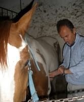 Generalidades y comentarios sobre el examen de compra en caballos - Image 3