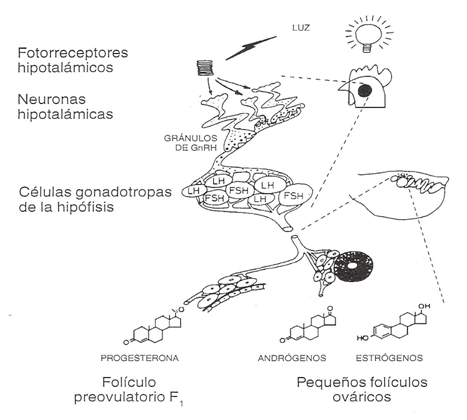 Técnicas de manejo para un segundo ciclo en reproductoras pesadas - Image 1