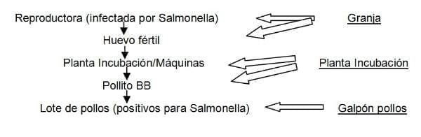 Alternativas para reducir riesgos de infección por salmonelas en planteles de aves. - Image 2