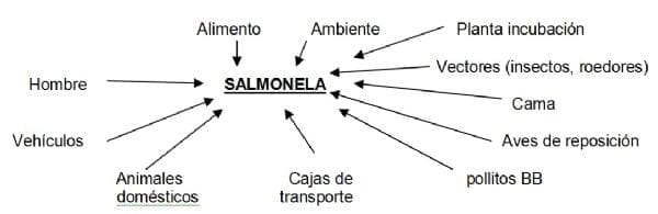 Alternativas para reducir riesgos de infección por salmonelas en planteles de aves. - Image 1