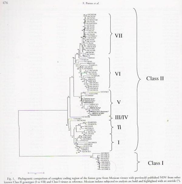Epidemiología molecular de la enfermedad de newcastle - Image 4