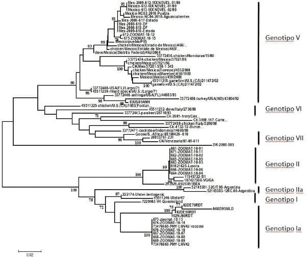 Epidemiología molecular de la enfermedad de newcastle - Image 6