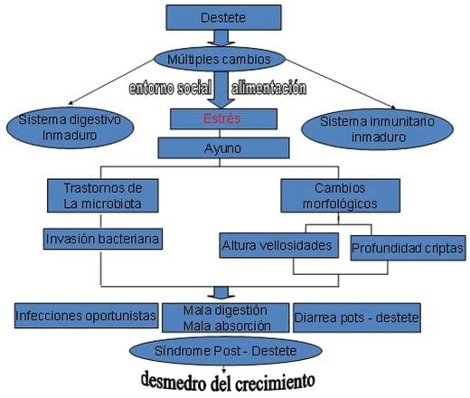 El destete y la bioclimatización en granjas de porcinos - Image 2