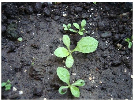 Filocrono y tasa de aparición foliar en 7 malezas de ciclo otoño-invernal. - Image 17