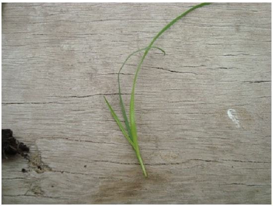 Filocrono y tasa de aparición foliar en 7 malezas de ciclo otoño-invernal. - Image 15