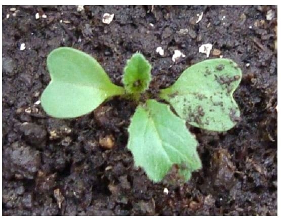 Filocrono y tasa de aparición foliar en 7 malezas de ciclo otoño-invernal. - Image 13