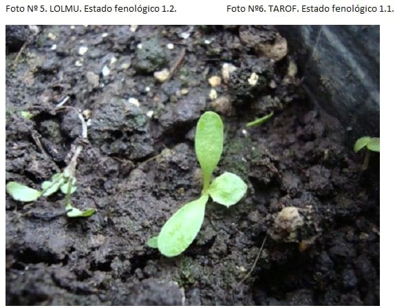 Filocrono y tasa de aparición foliar en 7 malezas de ciclo otoño-invernal. - Image 16