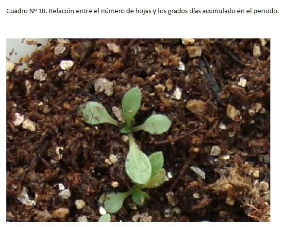 Filocrono y tasa de aparición foliar en 7 malezas de ciclo otoño-invernal. - Image 11