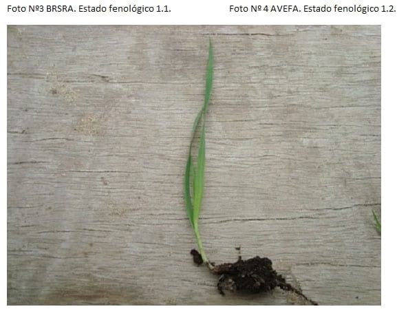 Filocrono y tasa de aparición foliar en 7 malezas de ciclo otoño-invernal. - Image 14