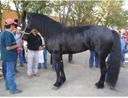 Generalidades de Medicina del deporte del caballo y la influencia del hipotiroidismo en el rendimiento - Image 2