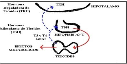 Generalidades de Medicina del deporte del caballo y la influencia del hipotiroidismo en el rendimiento - Image 7