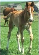 Generalidades de Medicina del deporte del caballo y la influencia del hipotiroidismo en el rendimiento - Image 10