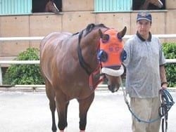 Generalidades de Medicina del deporte del caballo y la influencia del hipotiroidismo en el rendimiento - Image 3
