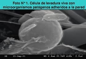 Beneficios del uso de levaduras en Rumiantes…. ¿ Mito o Realidad? - Image 1