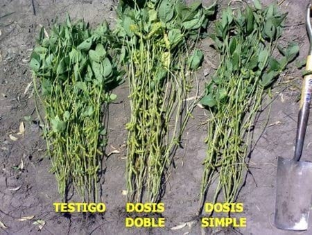 Evaluación de un biocompost o tierra biológica sobre algunas propiedades físicas, químicas y biológicas del suelo en un cultivo de soja - Image 5