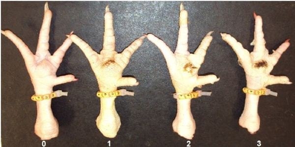 Incidencia de pododermatitis por contacto en pollos de engorde sometidos a estrés térmico - Image 2
