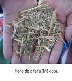 El forraje y el concentrado en caballos atletas (Parte I) - Image 9