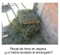 El forraje y el concentrado en caballos atletas (Parte I) - Image 15