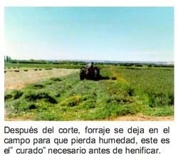 El forraje y el concentrado en caballos atletas (Parte I) - Image 16