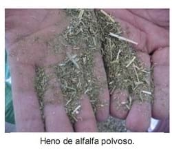 El forraje y el concentrado en caballos atletas (Parte I) - Image 17