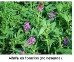 El forraje y el concentrado en caballos atletas (Parte I) - Image 13
