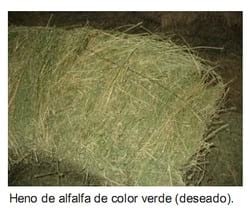 El forraje y el concentrado en caballos atletas (Parte I) - Image 11