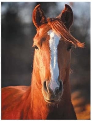 El forraje y el concentrado en caballos atletas (Parte I) - Image 1