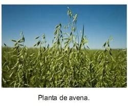 El forraje y el concentrado en caballos atletas (Parte I) - Image 18