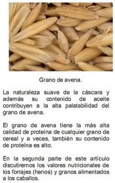 El forraje y el concentrado en caballos atletas (Parte I) - Image 19