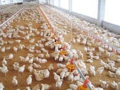 Extractos Naturales en Pollos de Engorda, una Especialidad Basada en Tecnología, Ciencia e Investigación (Revisión) - Image 8