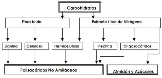 Enzimas exógenas, sus efectos sobre la Nutrición y sobre la Flora microbiana intestinal del lechón destetado - Image 5