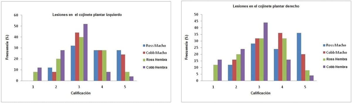 Efecto del genotipo y el género sobre el rendimiento y la frecuencia de pododermatitis en pollos de engorde - Image 2