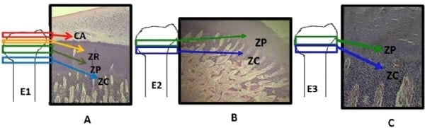 Caracterización histológica de la degeneración femoral en pollos de engorde - Image 1