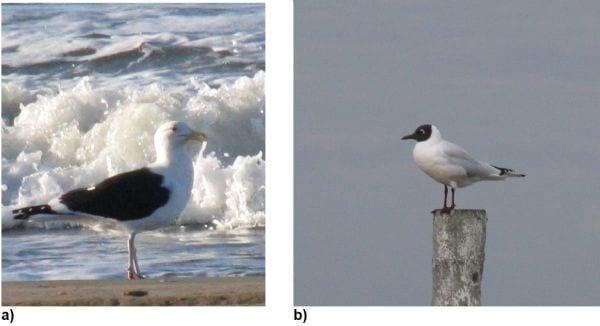 Encuesta virológica preliminar sobre influenza aviar y paramixovirus en gaviotas de la costa de Pinamar, Argentina - Image 1